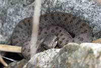 Western Twin-spotted Rattlesnake