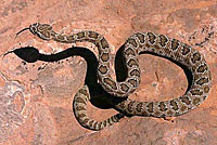 Prairie Rattlesnake