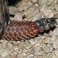 Arizona Ridge-nosed Rattlesnake