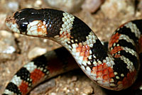 Thornscrub Hook-nosed Snake