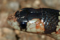 Thornscrub Hook-nosed Snake