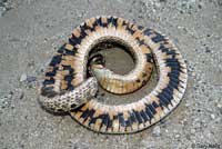 Mexican Hog-nosed Snake