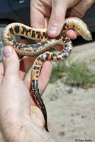 Mexican Hog-nosed Snake