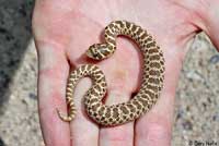 Mexican Hog-nosed Snake