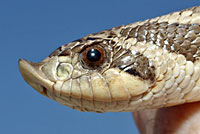 Mexican Hog-nosed Snake