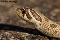 Mexican Hog-nosed Snake