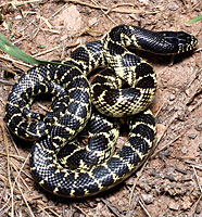 Desert Kingsnake