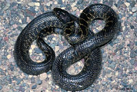 Desert Kingsnake