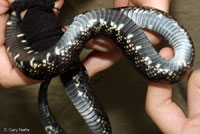 Desert Kingsnake