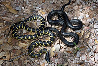 Desert Kingsnake