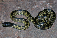 Desert Kingsnake