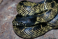 Desert Kingsnake