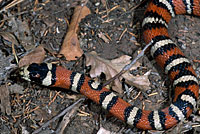 Knobloch's Mountain Kingsnake