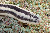 New Mexico Milksnake