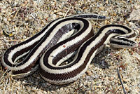 New Mexico Milksnake