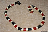 Arizona Coralsnake