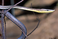 Brown Vinesnake