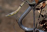 Brown Vinesnake