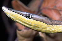 Brown Vinesnake