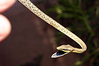 Brown Vinesnake