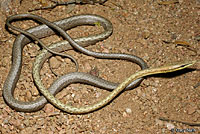 Brown Vinesnake