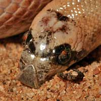 Saddled Leaf-nosed Snake