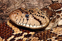 Sonoran Gopher Snake