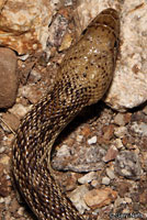 Sonoran Gophersnake