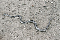 Great Basin Gophersnake