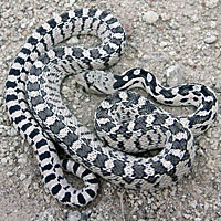 Great Basin Gophersnake