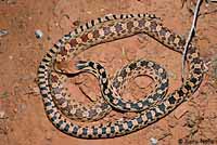 Great Basin Gophersnake