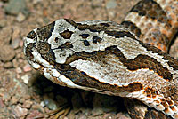 Desert Massasauga