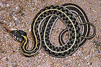 Western Black-necked Gartersnake 