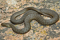 Narrow-headed Gartersnake