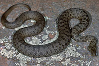 Narrow-headed Gartersnake