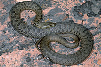 Narrow-headed Gartersnake