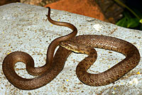 Narrow-headed Gartersnake