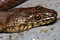 Narrow-headed Gartersnake