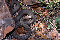 Narrow-headed Gartersnake