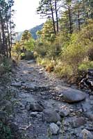 Desert Mud Turtle habitat