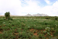 Mexican Hog-nosed Snake habitat