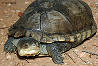 Arizona Mud Turtle