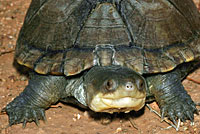 Arizona Mud Turtle