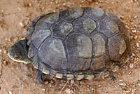 Arizona Mud Turtle