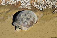 Desert Box Turtle