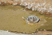 Desert Box Turtle