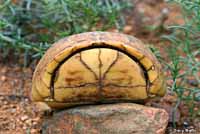 Desert Box Turtle