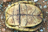 Desert Box Turtle