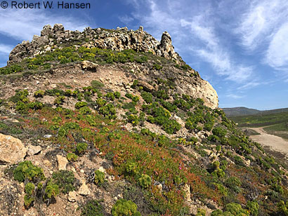 San Gabriel Mountains Slender Salamander Habitat