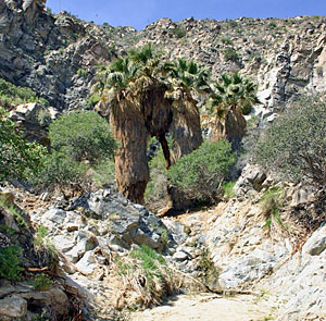 Desert Slender Salamander Habitat